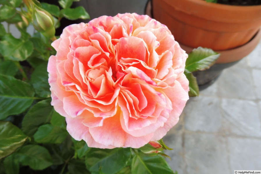 'Designer Sunset' rose photo