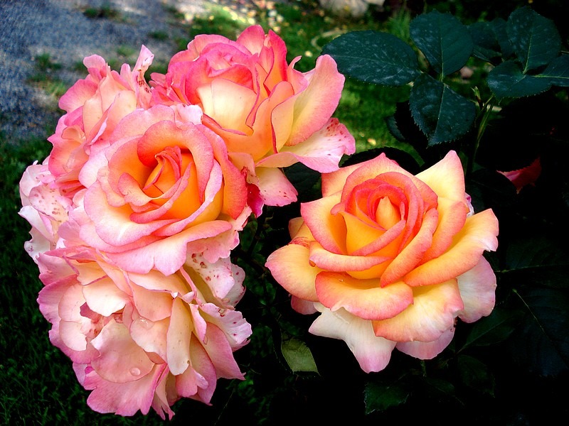 'Jean Piat ®' rose photo