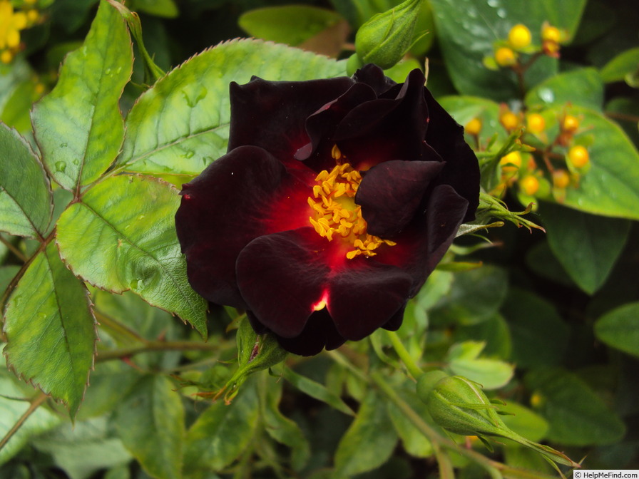 'A Midsummer Nights Dream' rose photo