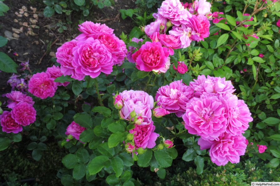 'Princess Anne' rose photo