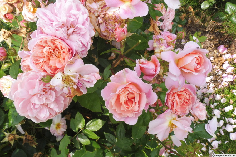'Colette (climber, Meilland 1994)' rose, click to enlarge 'Colette (climber, Meilland 1994)' rose photo