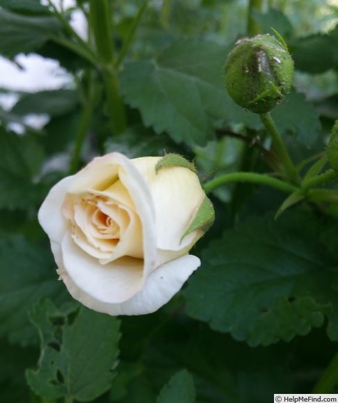 'Una' rose photo