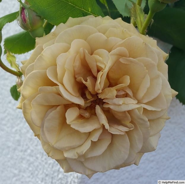 'Vanda' rose photo