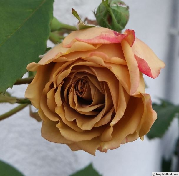 'Vanda' rose photo