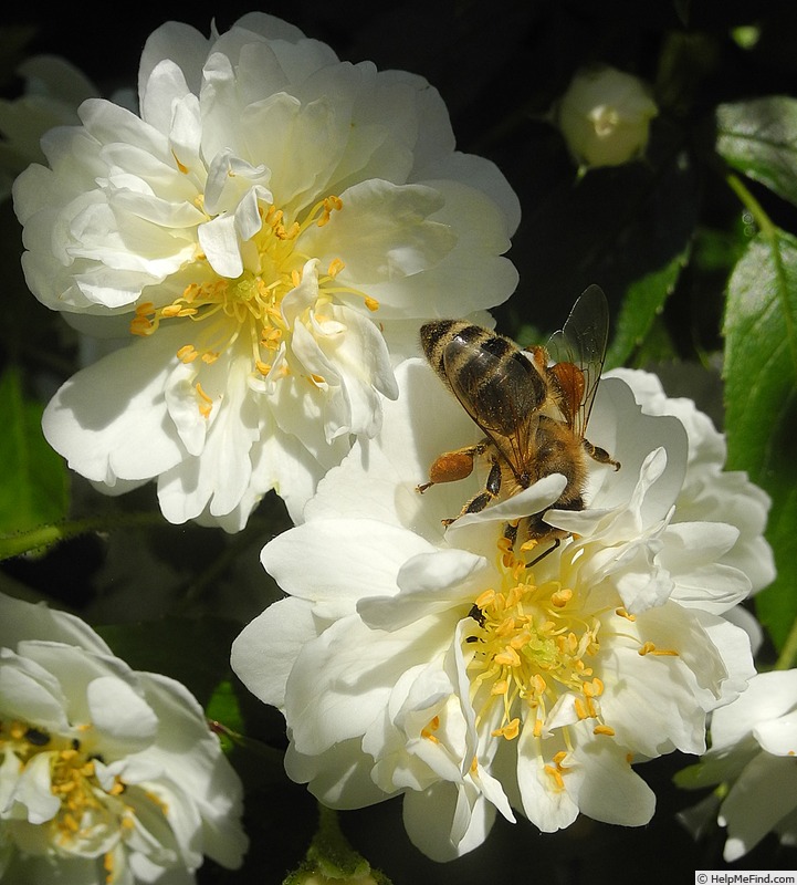 'Guirlande d'Amour' rose photo