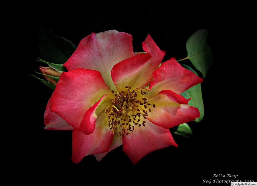 'Betty Boop ™ (Floribunda, Carruth, 1999)' rose photo