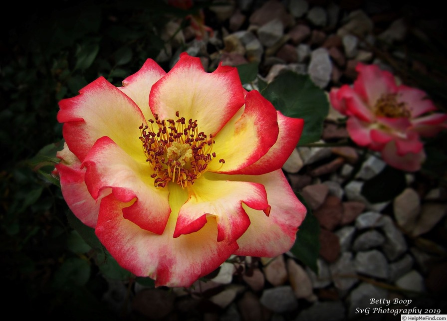 'Betty Boop ™ (Floribunda, Carruth, 1999)' rose photo