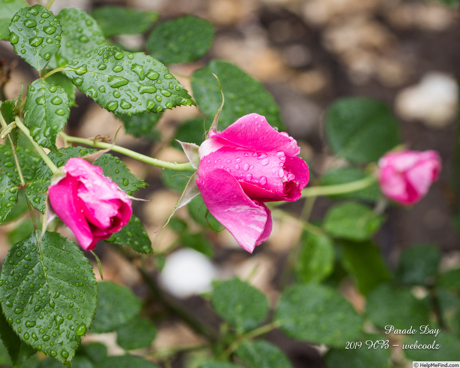 'Parade Day ™' rose photo