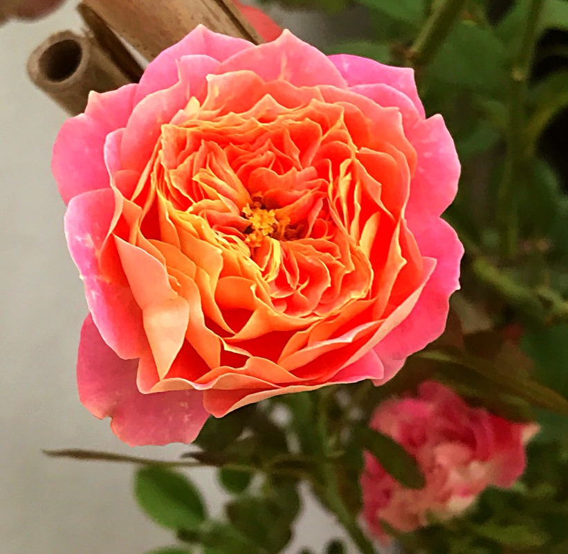 'Soleil Romantica' rose photo