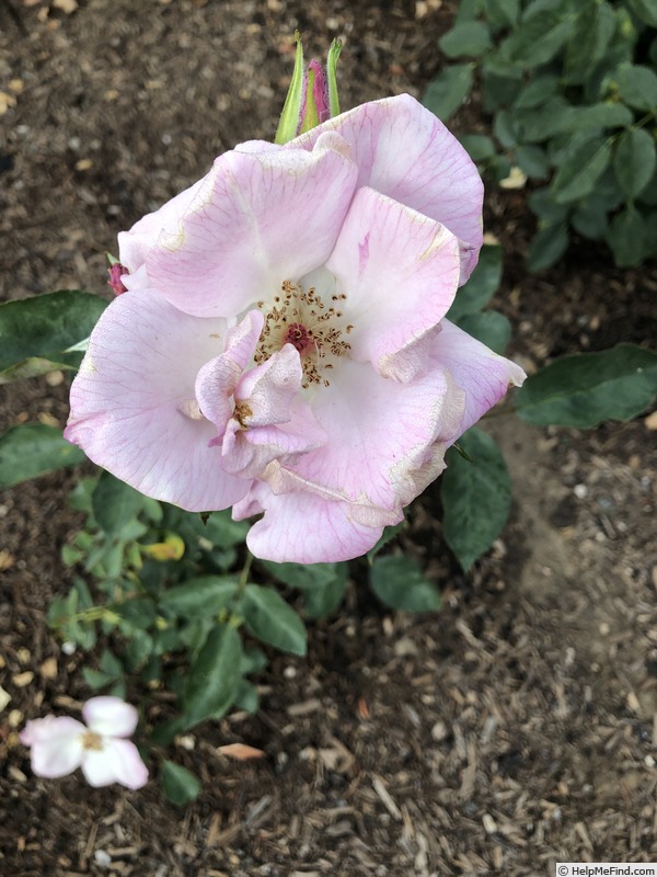 'Sharon's Delight™' rose photo