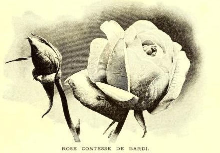 'Comtesse de Bardi (tea, Nabonnand, 1899)' rose photo