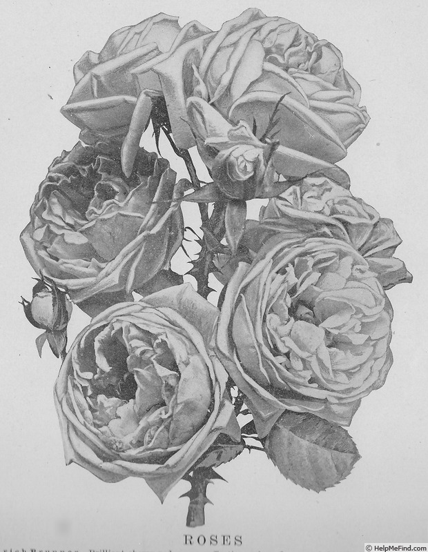 'Madame Gabriel Luizet (hybrid perp., Liabaud 1877)' rose photo