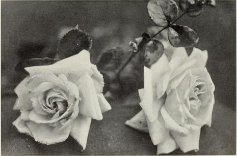 'Helene Cambier, Cl.' rose photo