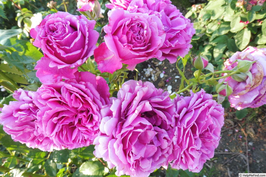 'Scented Air (floribunda, Interplant, 2007)' rose photo