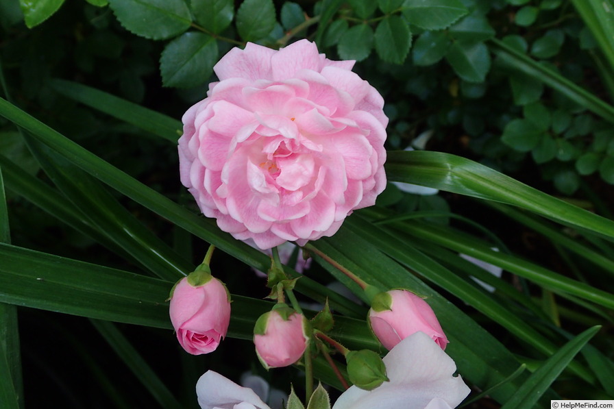 'Débutante (hybrid wichurana, Walsh, 1900)' rose, click to enlarge 'Débutante (hybrid wichurana, Walsh, 1900)' rose photo