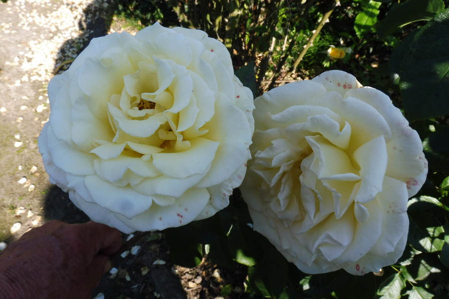'Christophe Dechavanne ®' rose photo