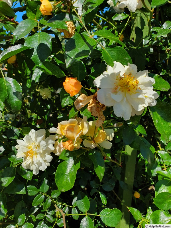 'Aviateur Blériot' rose photo