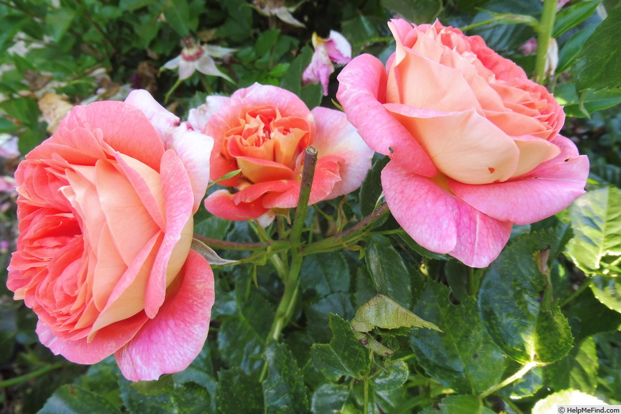 'Sommersonne (shrub, Kordes 1998)' rose, click to enlarge 'Sommersonne (shrub, Kordes 1998)' rose photo