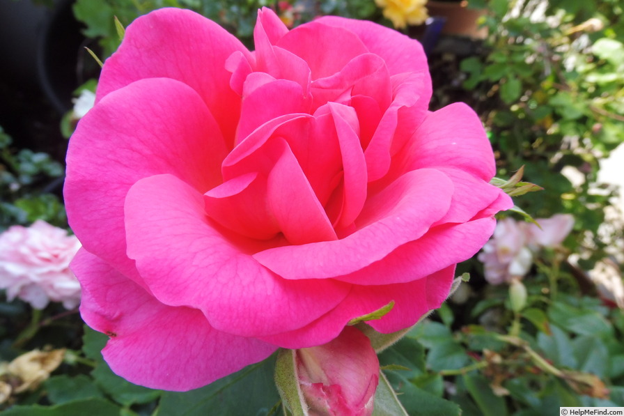 'Melrose (floribunda, RVS 1985)' rose, click to enlarge 'Melrose (floribunda, RVS 1985)' rose photo