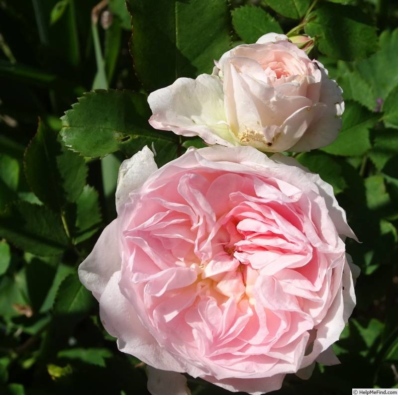 'Morden Blush' rose photo