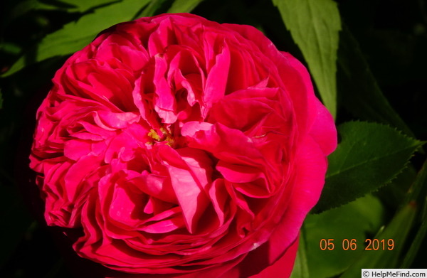 'Souvenir de Madame de Corval' rose photo