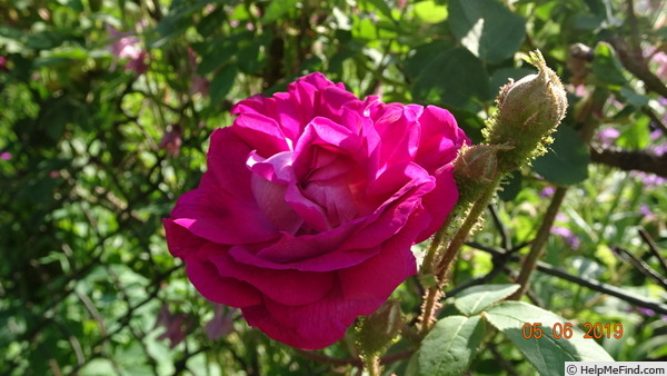 'William Lobb (Moss, Laffay 1855)' rose photo