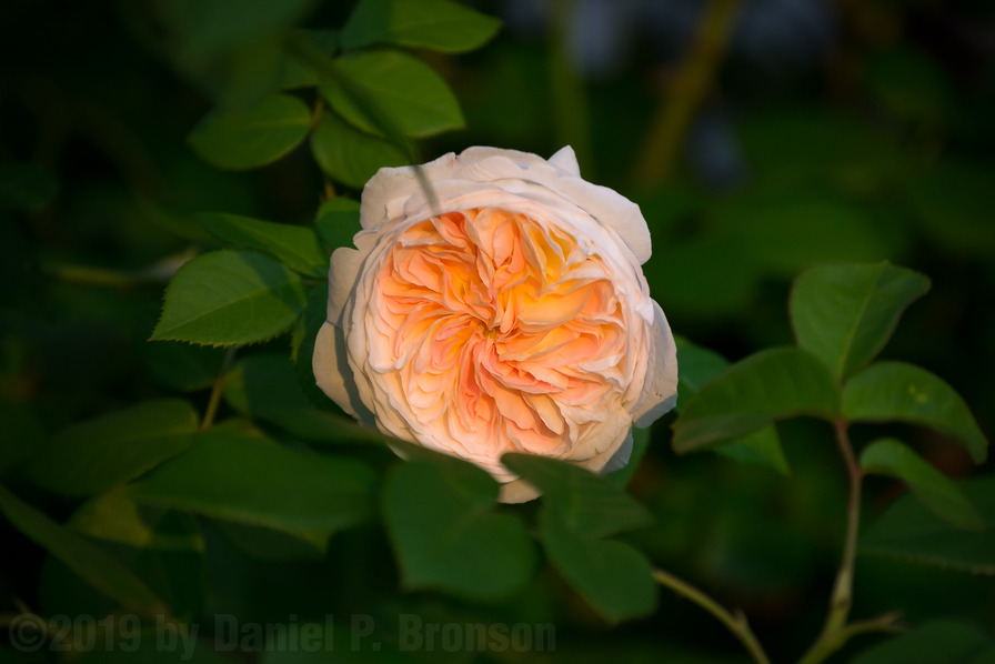 'Marianne (gallica, Barden 2001)' rose photo