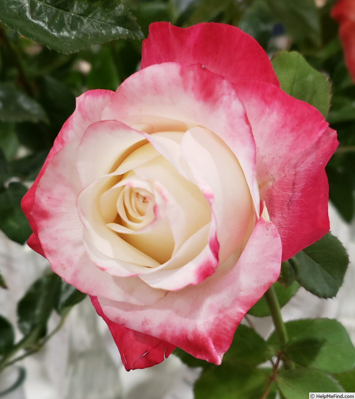 'Bold and Beautiful (hybrid tea, Wright 2010)' rose photo