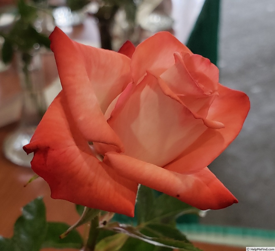 'Equinox ™' rose photo