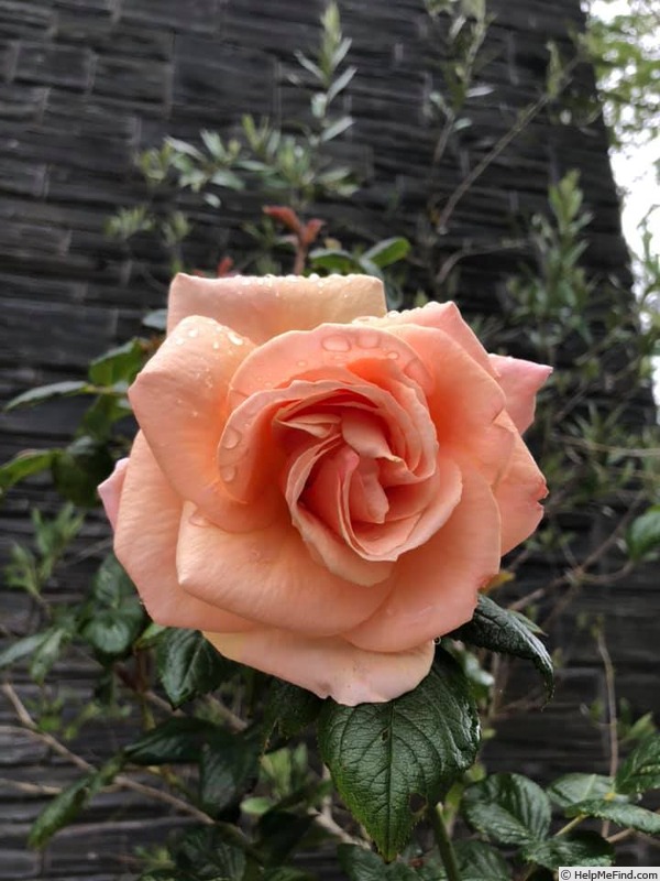 'Joanie' rose photo