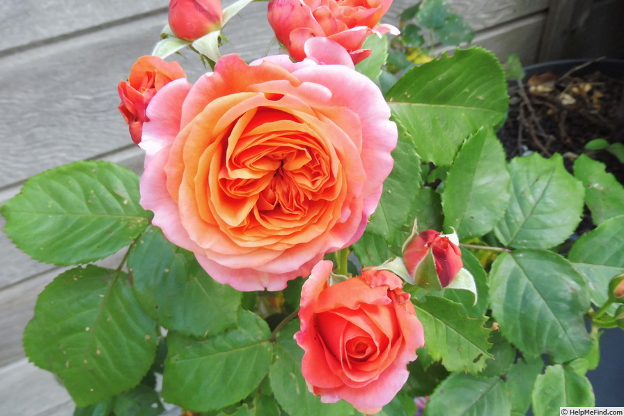 'Mary Ann ® (floribunda, Evers/Tantau, 2004/10)' rose photo
