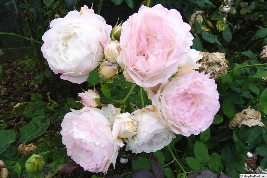 'André Brichet' rose, click to enlarge 'André Brichet' rose photo