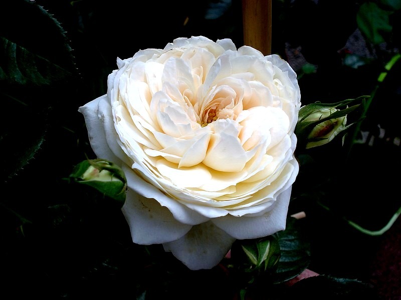 'Mon Jardin et Ma Maison' rose photo