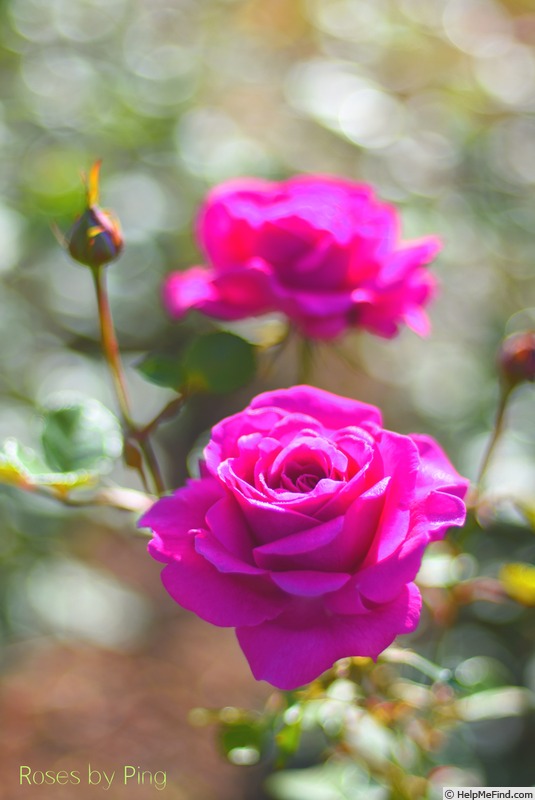 'Flying Kiss ™' rose photo