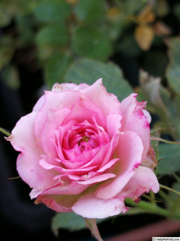 'Mata Hari' rose photo
