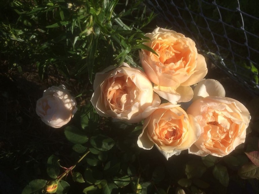 'Jude the Obscure' rose photo