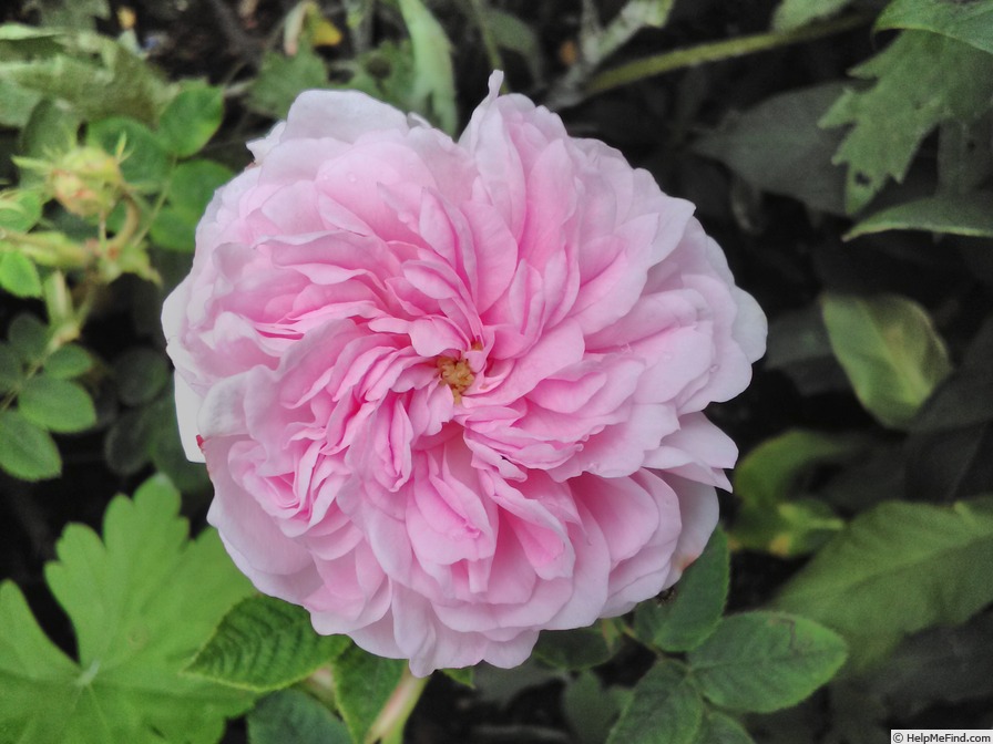 'Bellard (Alba)' rose photo