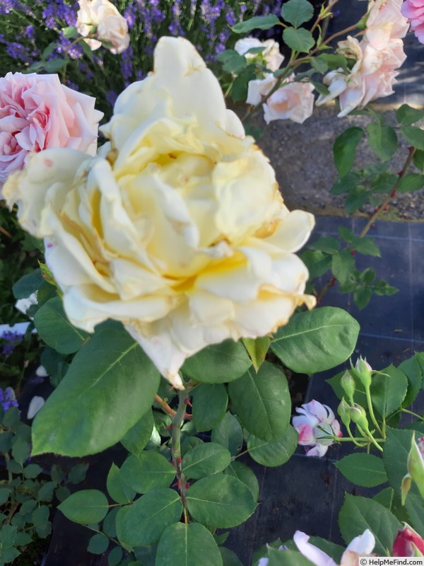 'Golden Ideal' rose photo