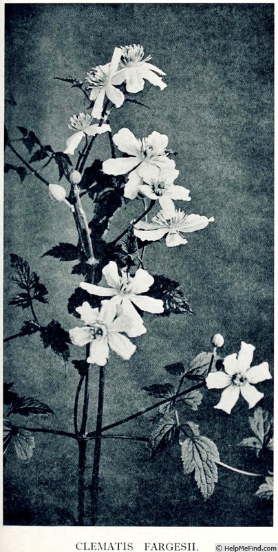 '<i>C. fargesii</i> Franch.' clematis photo
