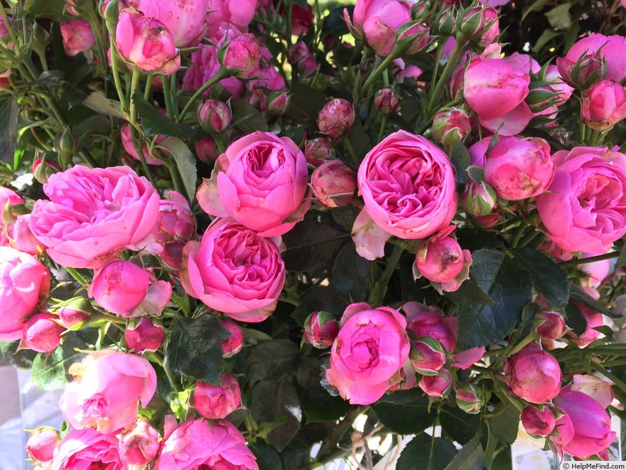 'Lise Nørgaard™ Plant'n'relax®' rose photo