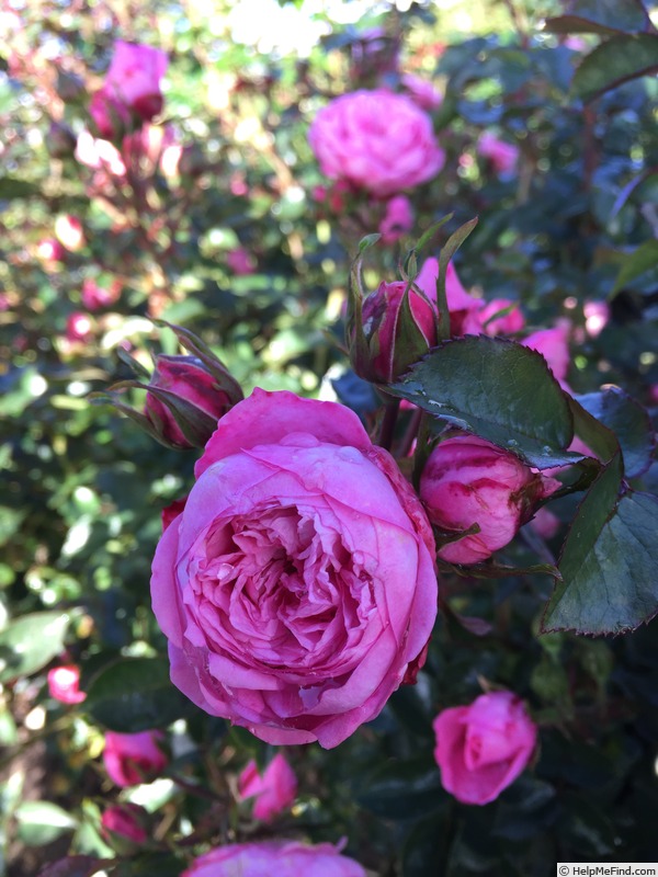 'CPH Garden in Bloom™ Plant'n'relax®' rose photo