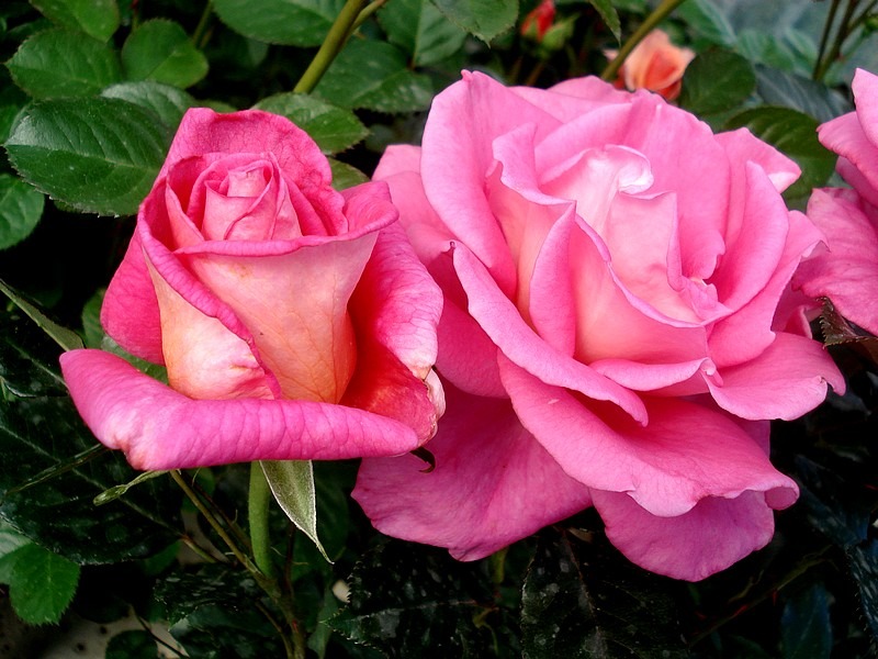 'Parfum Royal ®' rose photo