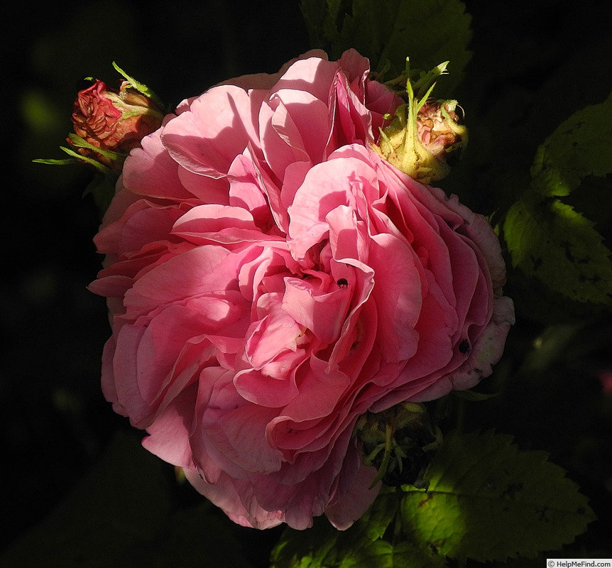 'Duchesse de Rohan (damask perpetual, Lévêque, 1846)' rose photo