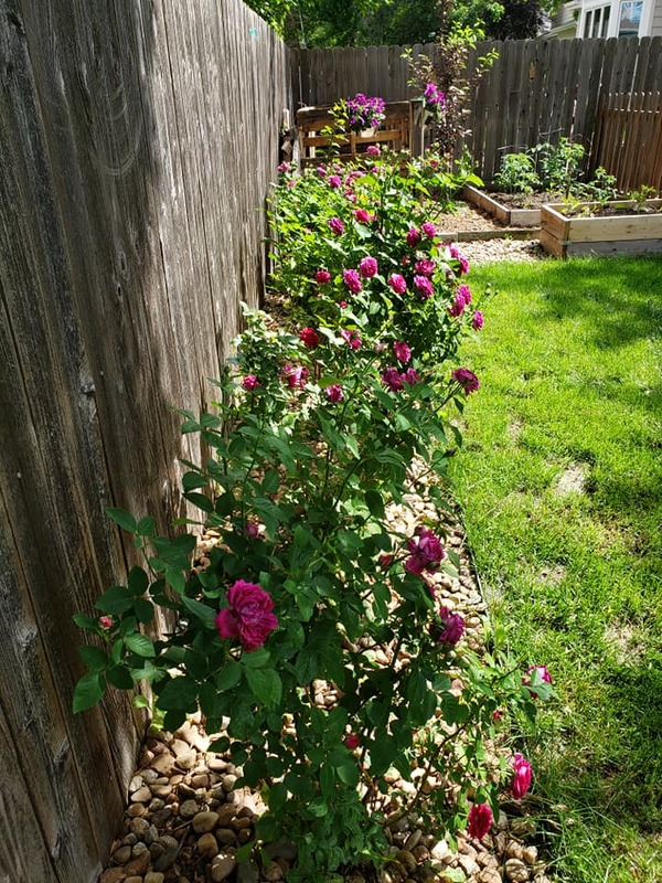 'Ruby Voodoo' rose photo