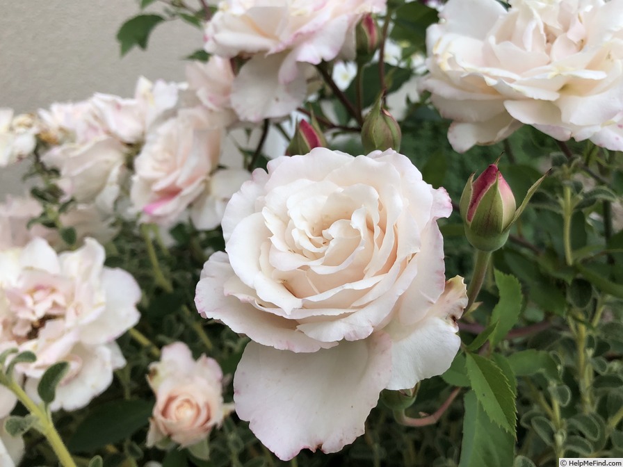 'Belinda's Blush™' rose photo