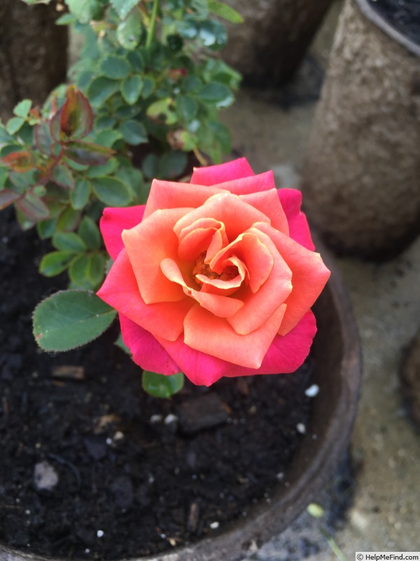 'Old Country Charm' rose photo