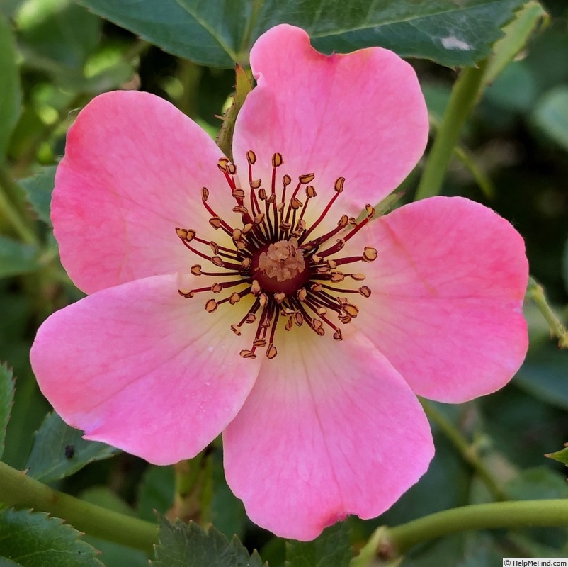 'Baby Dainty Bess' rose photo