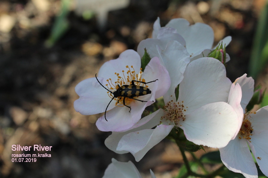 'Silver River' rose photo