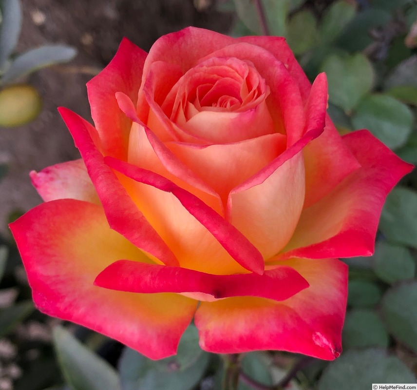 'Zion Rose' rose photo