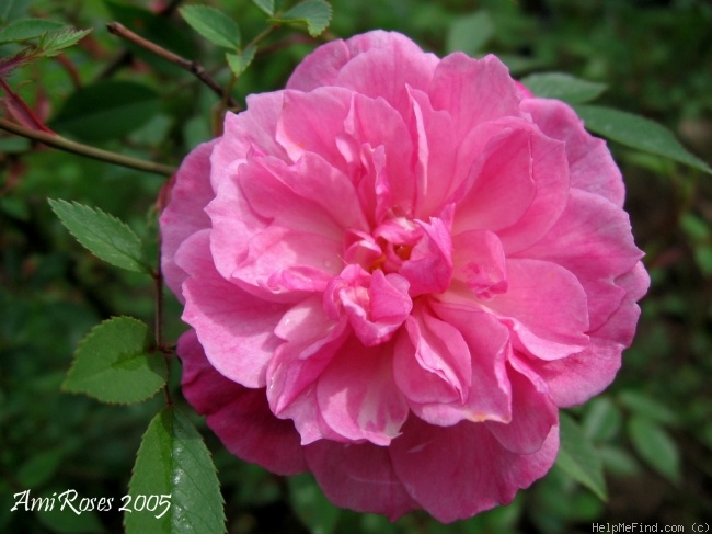 '<i>Rosa chinensis</i> minima' rose photo